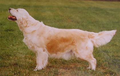 Dog picture