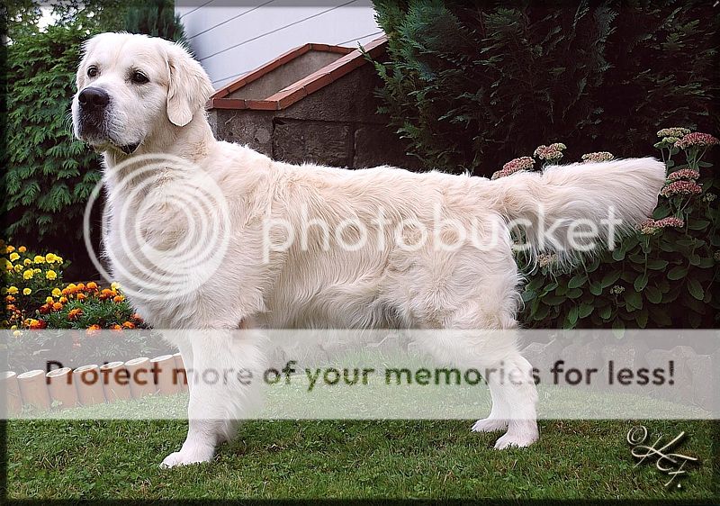 Dog picture