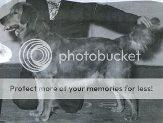 Dog picture