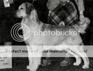 Dog picture