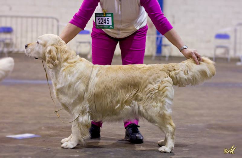 Dog picture