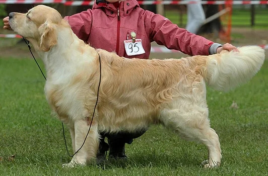 Dog picture