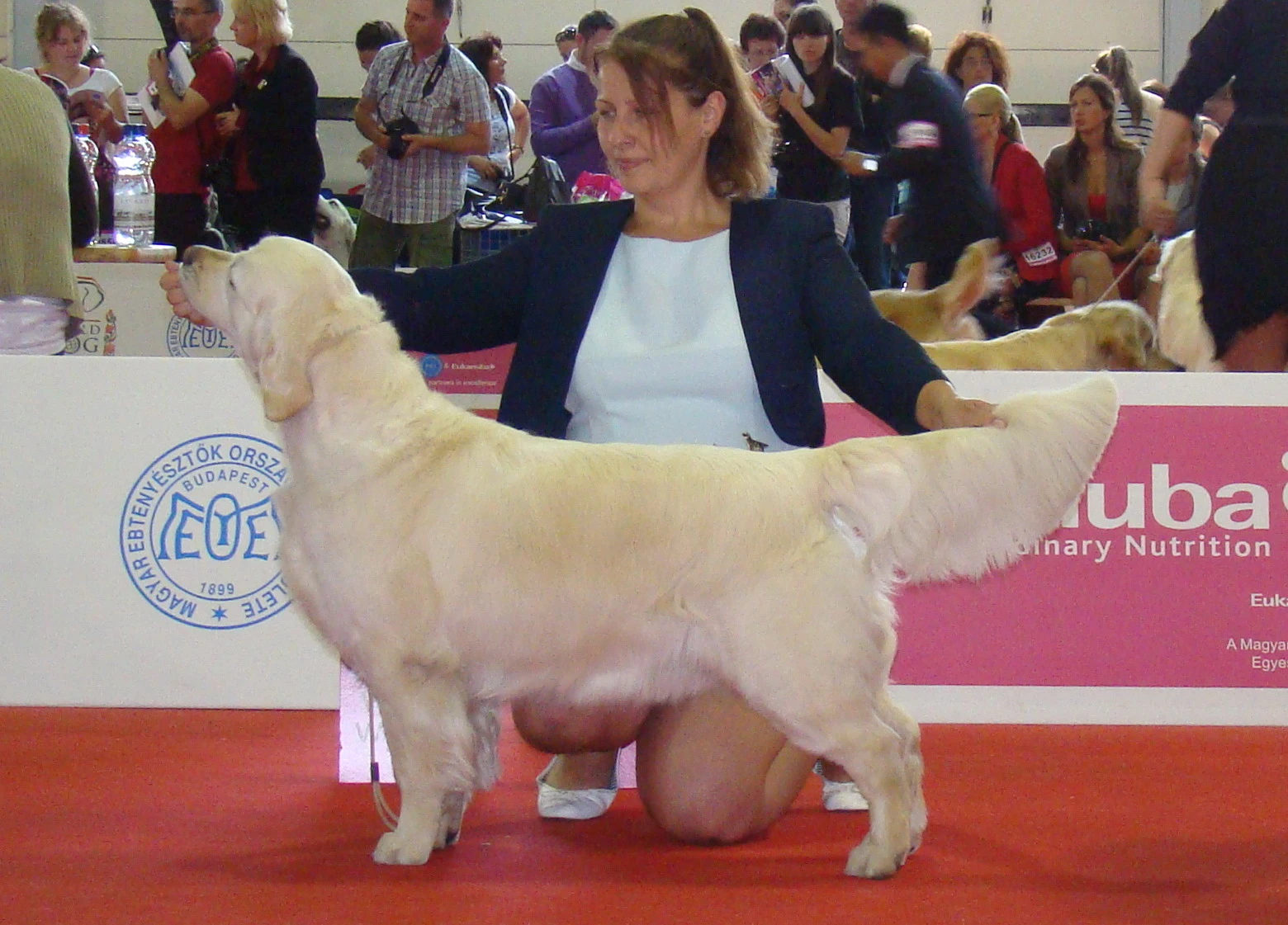 Dog picture