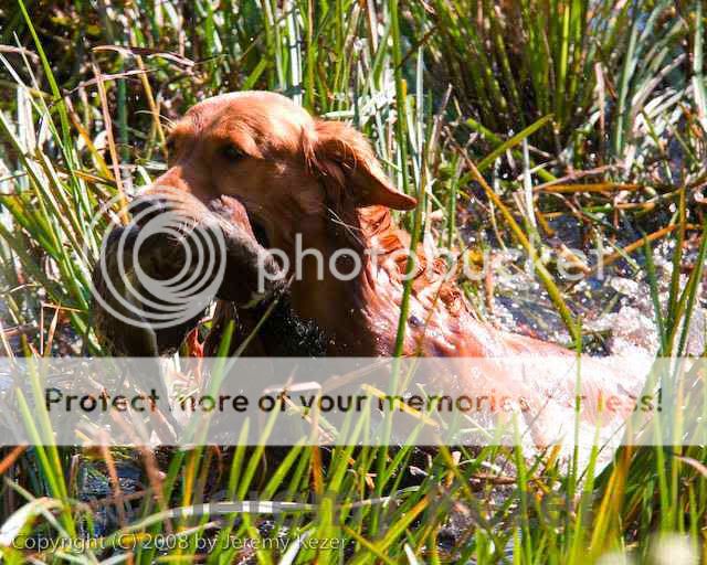 Dog picture