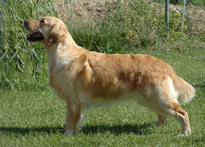 Dog picture