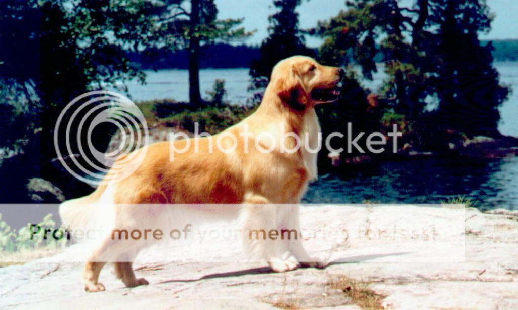 Dog picture