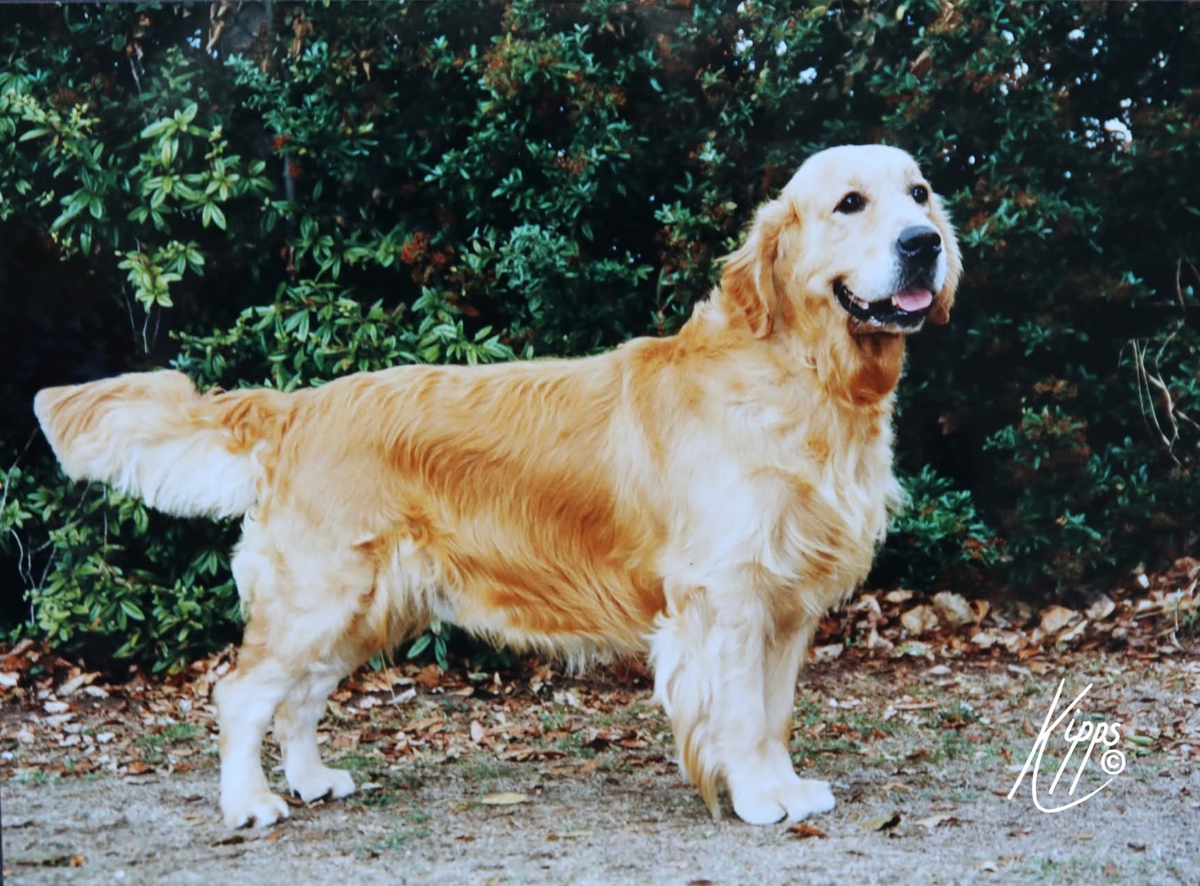 Dog picture