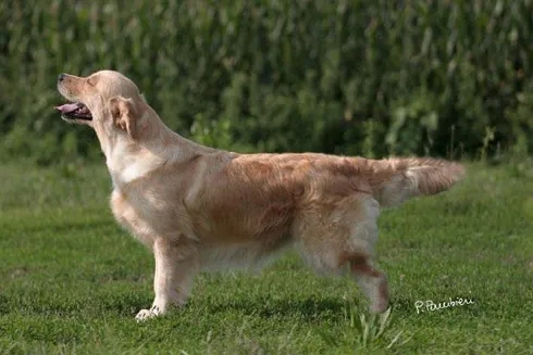 Dog picture