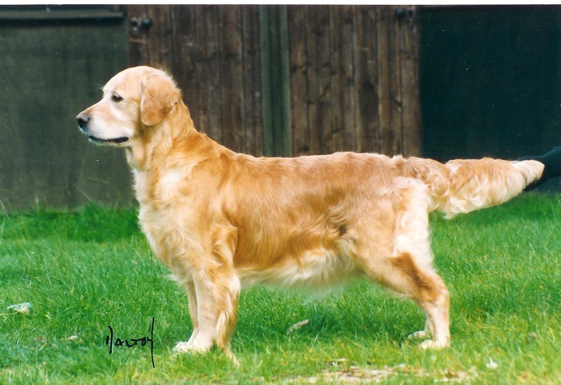 Dog picture