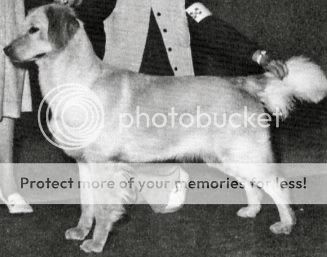 Dog picture