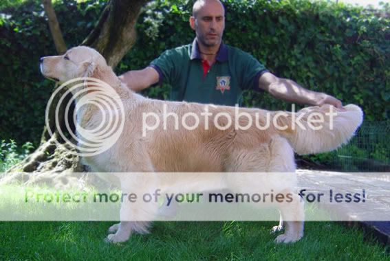 Dog picture