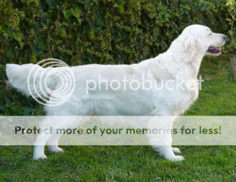 Dog picture