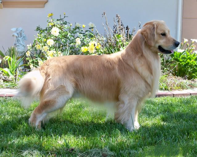 Dog picture