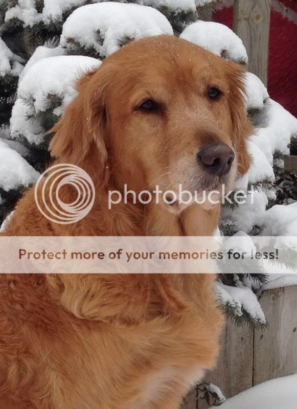 Dog picture