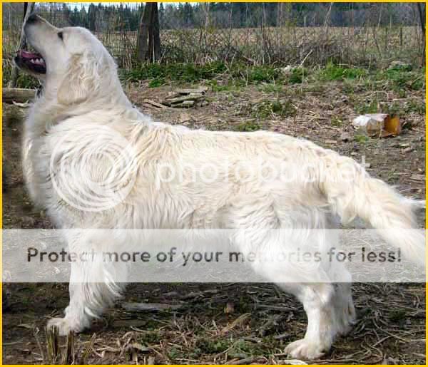 Dog picture