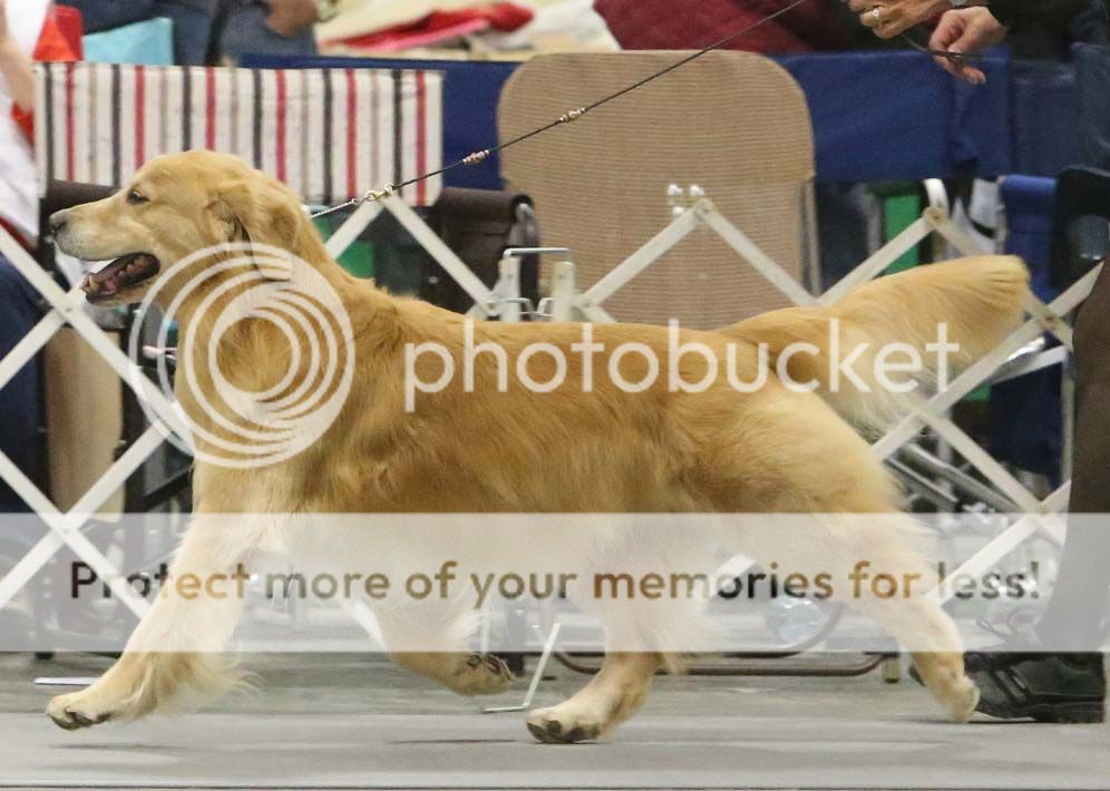 Dog picture