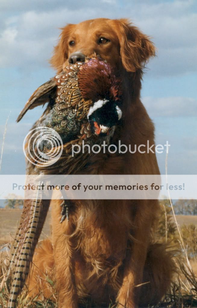 Dog picture