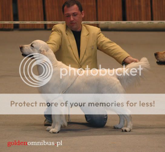 Dog picture