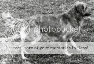 Dog picture