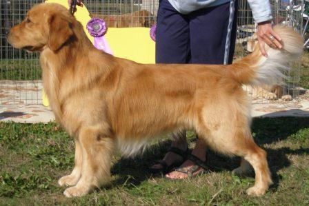 Dog picture