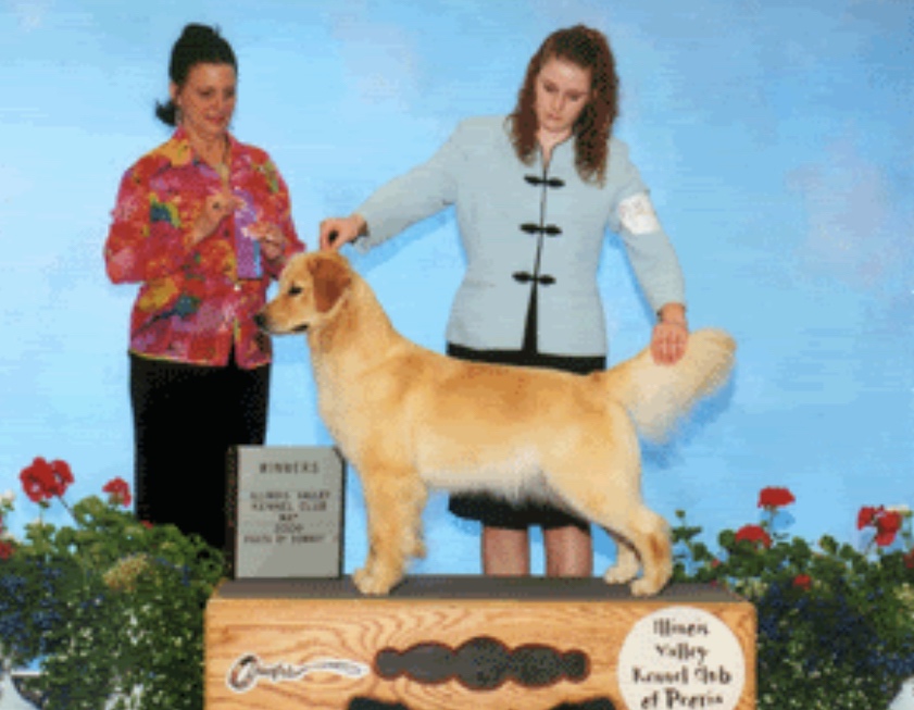 Dog picture