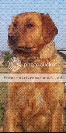 Dog picture
