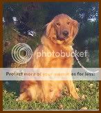 Dog picture