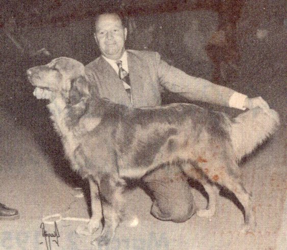 Dog picture