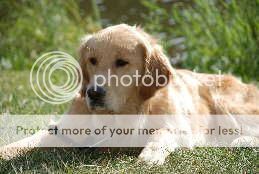 Dog picture