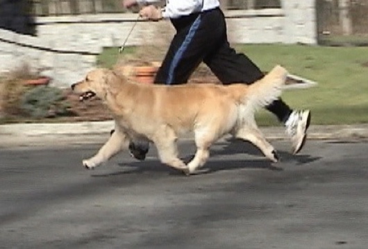 Dog picture