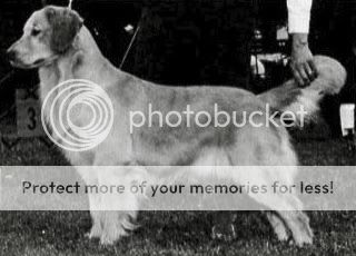 Dog picture