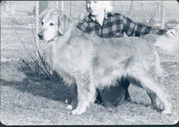 Dog picture