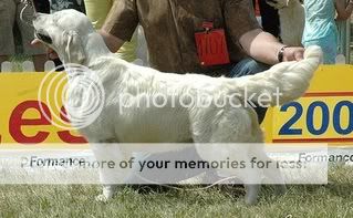 Dog picture