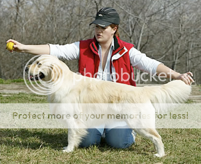 Dog picture