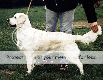 Dog picture
