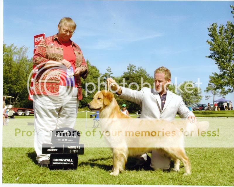 Dog picture