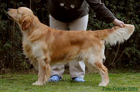 Dog picture