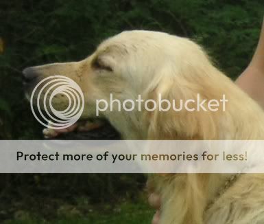 Dog picture