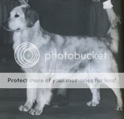 Dog picture