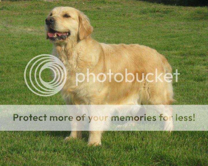 Dog picture