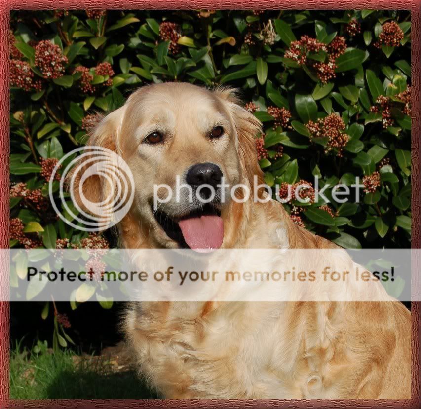 Dog picture