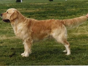 Dog picture