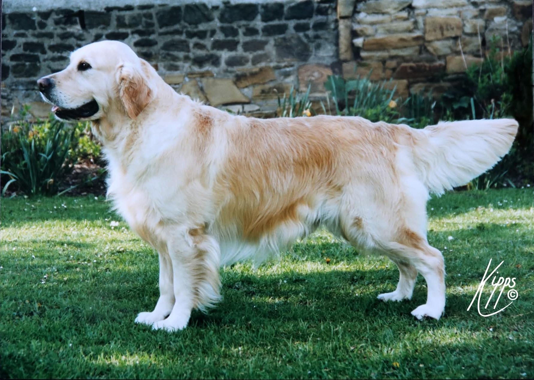 Dog picture