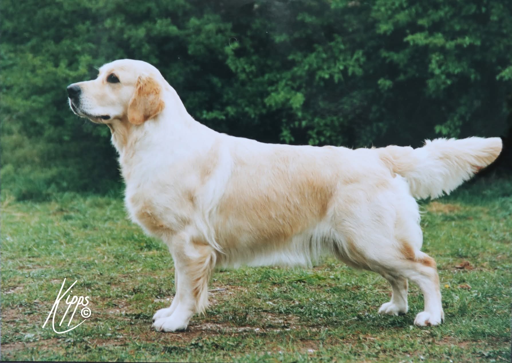 Dog picture