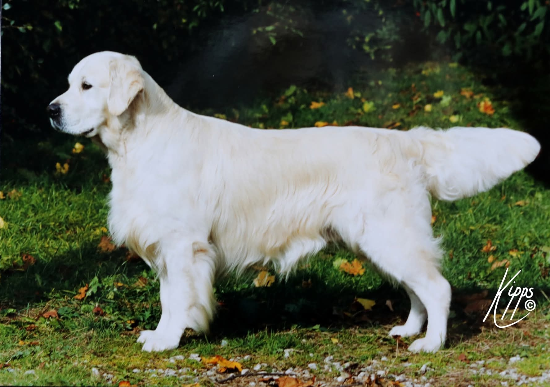 Dog picture