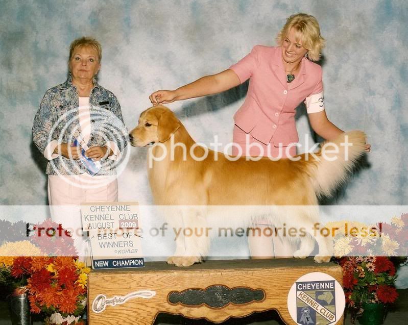 Dog picture