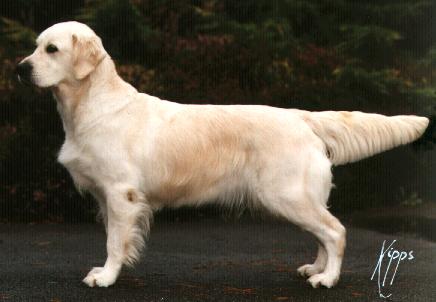 Dog picture