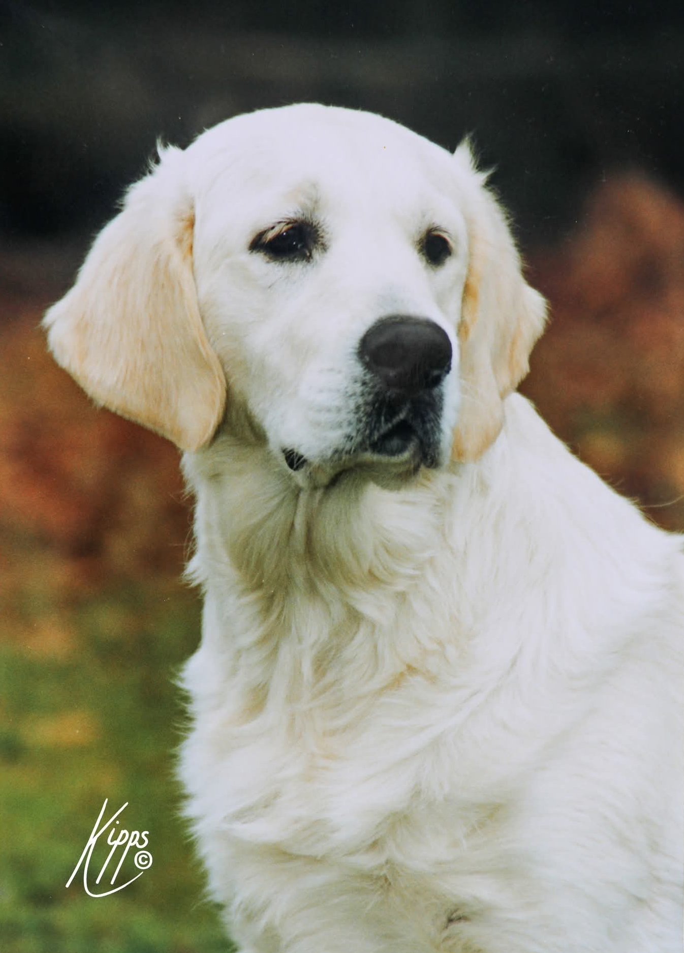 Dog picture