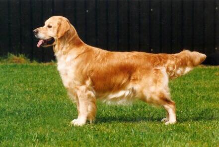 Dog picture