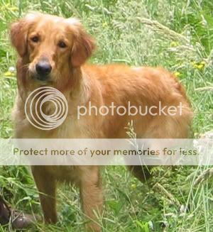 Dog picture